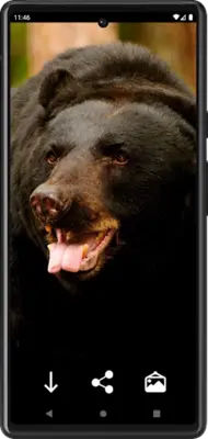 Bears Wallpapers android App screenshot 0