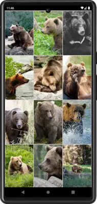 Bears Wallpapers android App screenshot 1