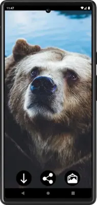 Bears Wallpapers android App screenshot 2