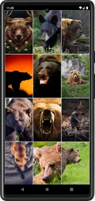 Bears Wallpapers android App screenshot 3